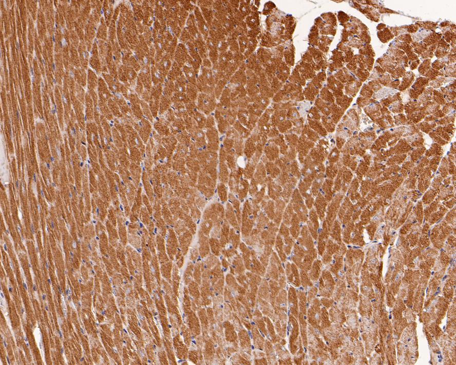 Immunohistochemical analysis of paraffin-embedded mouse heart tissue with Rabbit anti-Junctophilin-2 antibody (0407-9) at 1/400 dilution.<br />
<br />
The section was pre-treated using heat mediated antigen retrieval with Tris-EDTA buffer (pH 9.0) for 20 minutes. The tissues were blocked in 1% BSA for 20 minutes at room temperature, washed with ddH2O and PBS, and then probed with the primary antibody (0407-9) at 1/400 dilution for 1 hour at room temperature. The detection was performed using an HRP conjugated compact polymer system. DAB was used as the chromogen. Tissues were counterstained with hematoxylin and mounted with DPX.