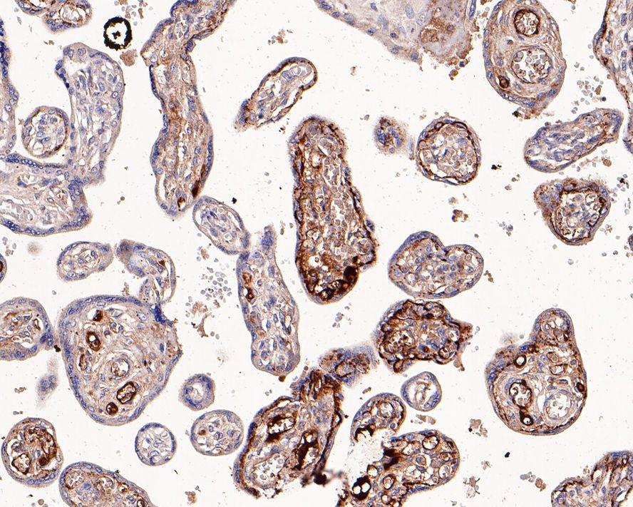 Immunohistochemical analysis of paraffin-embedded human placenta tissue with Rabbit anti-Apolipoprotein E antibody (ET1610-22) at 1/1,000 dilution.<br />
<br />
The section was pre-treated using heat mediated antigen retrieval with Tris-EDTA buffer (pH 9.0) for 20 minutes. The tissues were blocked in 1% BSA for 20 minutes at room temperature, washed with ddH2O and PBS, and then probed with the primary antibody (ET1610-22) at 1/1,000 dilution for 1 hour at room temperature. The detection was performed using an HRP conjugated compact polymer system. DAB was used as the chromogen. Tissues were counterstained with hematoxylin and mounted with DPX.