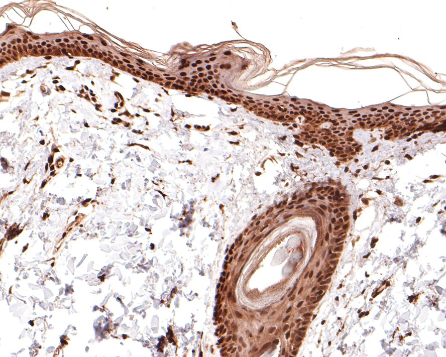 KLF4 Rabbit polyclonal Antibody