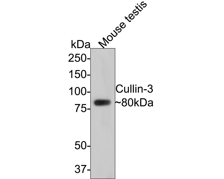 Western blot analysis of Cullin-3 on mouse testis tissue lysates with Rabbit anti-Cullin-3 antibody (ER1706-70) at 1/2,000 dilution.<br />
<br />
Lysates/proteins at 20 µg/Lane.<br />
<br />
Predicted band size: 89 kDa<br />
Observed band size: 80 kDa<br />
<br />
Exposure time: 2 minutes;<br />
<br />
8% SDS-PAGE gel.<br />
<br />
Proteins were transferred to a PVDF membrane and blocked with 5% NFDM/TBST for 1 hour at room temperature. The primary antibody (ER1706-70) at 1/2,000 dilution was used in 5% NFDM/TBST at room temperature for 2 hours. Goat Anti-Rabbit IgG - HRP Secondary Antibody (HA1001) at 1:300,000 dilution was used for 1 hour at room temperature.