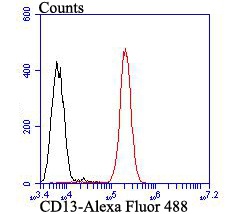 Flow cytometric analysis of CD13 was done on A549 cells. The cells were fixed, permeabilized and stained with CD13 antibody at 1/100 dilution (red) compared with an unlabelled control (cells without incubation with primary antibody; black). After incubation of the primary antibody on room temperature for an hour, the cells was stained with a Alexa Fluor™ 488-conjugated goat anti-rabbit IgG Secondary antibody at 1/500 dilution for 30 minutes.