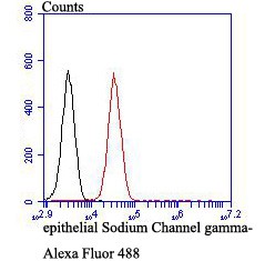 Flow cytometric analysis of SCNN1G was done on 293T cells. The cells were fixed, permeabilized and stained with the primary antibody (ER1803-61, 1/50) (red). After incubation of the primary antibody at room temperature for an hour, the cells were stained with a Alexa Fluor®488 conjugate-Goat anti-Rabbit IgG Secondary antibody at 1/1000 dilution for 30 minutes.Unlabelled sample was used as a control (cells without incubation with primary antibody; black).