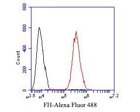 Flow cytometric analysis of FH was done on HCT116 cells. The cells were fixed, permeabilized and stained with the primary antibody (ER1901-10, 1/50) (red). After incubation of the primary antibody at room temperature for an hour, the cells were stained with a Alexa Fluor 488-conjugated Goat anti-Rabbit IgG Secondary antibody at 1/1000 dilution for 30 minutes.Unlabelled sample was used as a control (cells without incubation with primary antibody; black).