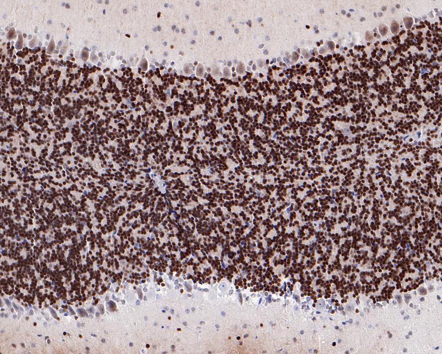 Immunohistochemical analysis of paraffin-embedded rat cerebellum tissue with Rabbit anti-PAX6 antibody (ET1612-58) at 1/1,000 dilution.<br />
<br />
The section was pre-treated using heat mediated antigen retrieval with Tris-EDTA buffer (pH 9.0) for 20 minutes. The tissues were blocked in 1% BSA for 20 minutes at room temperature, washed with ddH2O and PBS, and then probed with the primary antibody (ET1612-58) at 1/1,000 dilution for 1 hour at room temperature. The detection was performed using an HRP conjugated compact polymer system. DAB was used as the chromogen. Tissues were counterstained with hematoxylin and mounted with DPX.