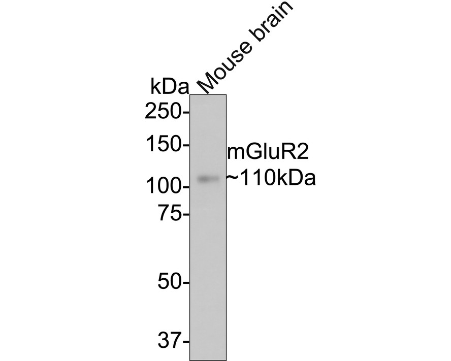 Western blot analysis of mGluR2 on mouse brain tissue lysates with Rabbit anti-mGluR2 antibody (ET1701-74) at 1/500 dilution.<br />
<br />
Lysates/proteins at 20 µg/Lane.<br />
<br />
Predicted band size: 96 kDa<br />
Observed band size: 110 kDa<br />
<br />
Exposure time: 2 minutes;<br />
<br />
8% SDS-PAGE gel.<br />
<br />
Proteins were transferred to a PVDF membrane and blocked with 5% NFDM/TBST for 1 hour at room temperature. The primary antibody (ET1701-74) at 1/500 dilution was used in 5% NFDM/TBST at room temperature for 2 hours. Goat Anti-Rabbit IgG - HRP Secondary Antibody (HA1001) at 1:300,000 dilution was used for 1 hour at room temperature.