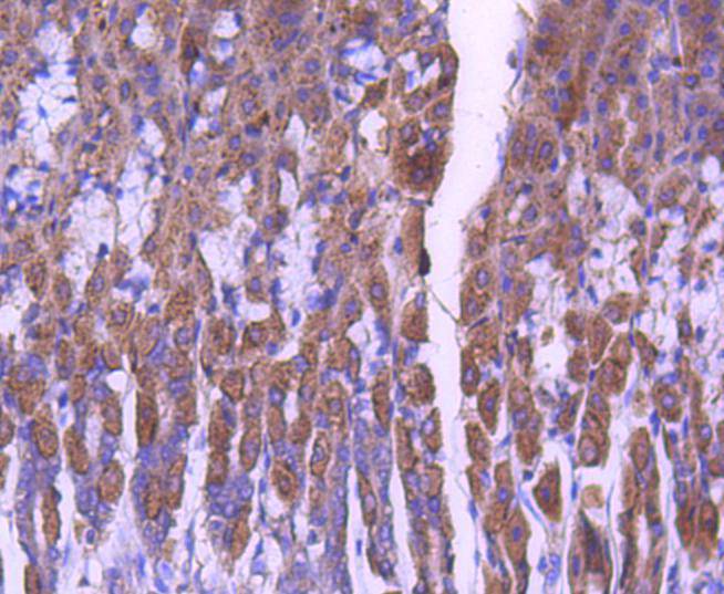 Immunohistochemical analysis of paraffin-embedded mouse stomach tissue with Rabbit anti-STAT6 antibody (ET1607-61) at 1/50 dilution.<br />
<br />
The section was pre-treated using heat mediated antigen retrieval with Tris-EDTA buffer (pH 9.0) for 20 minutes. The tissues were blocked in 1% BSA for 20 minutes at room temperature, washed with ddH2O and PBS, and then probed with the primary antibody (ET1607-61) at 1/50 dilution for 1 hour at room temperature. The detection was performed using an HRP conjugated compact polymer system. DAB was used as the chromogen. Tissues were counterstained with hematoxylin and mounted with DPX.