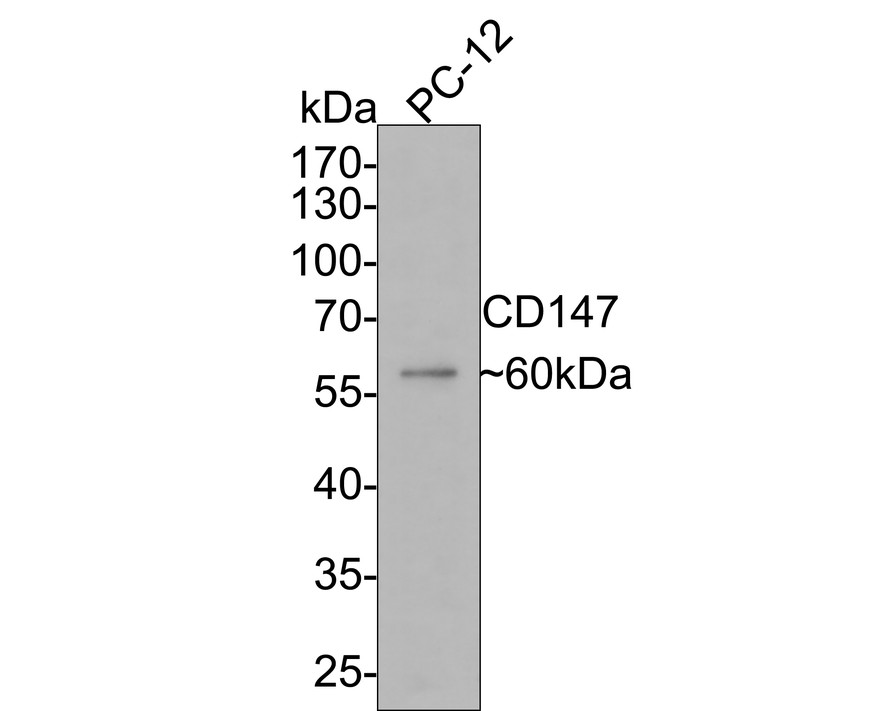 Western blot analysis of CD147 on PC-12 cell lysates with Rabbit anti-CD147 antibody (1003-10) at 1/1,000 dilution.<br />
<br />
Lysates/proteins at 10 µg/Lane.<br />
<br />
Predicted band size: 42 kDa<br />
Observed band size: 60 kDa<br />
<br />
Exposure time: 2 minutes;<br />
<br />
10% SDS-PAGE gel.<br />
<br />
Proteins were transferred to a PVDF membrane and blocked with 5% NFDM/TBST for 1 hour at room temperature. The primary antibody (1003-10) at 1/1,000 dilution was used in 5% NFDM/TBST at room temperature for 2 hours. Goat Anti-Rabbit IgG - HRP Secondary Antibody (HA1001) at 1:300,000 dilution was used for 1 hour at room temperature.
