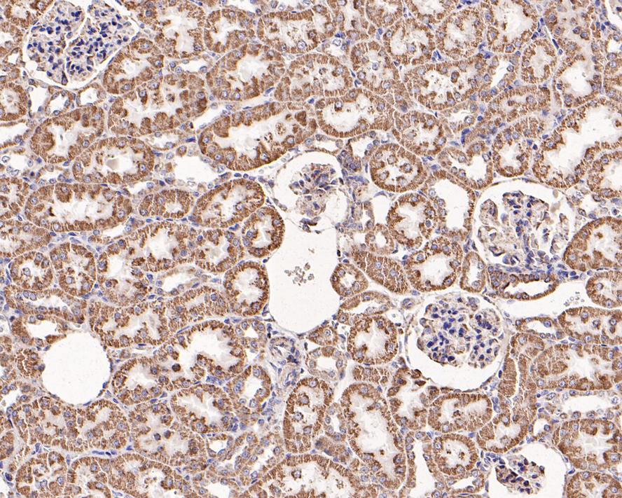 Immunohistochemical analysis of paraffin-embedded rat kidney tissue with Rabbit anti-HSP60 antibody (1007-3) at 1/2,000 dilution.<br />
<br />
The section was pre-treated using heat mediated antigen retrieval with Tris-EDTA buffer (pH 9.0) for 20 minutes. The tissues were blocked in 1% BSA for 20 minutes at room temperature, washed with ddH2O and PBS, and then probed with the primary antibody (1007-3) at 1/2,000 dilution for 1 hour at room temperature. The detection was performed using an HRP conjugated compact polymer system. DAB was used as the chromogen. Tissues were counterstained with hematoxylin and mounted with DPX.