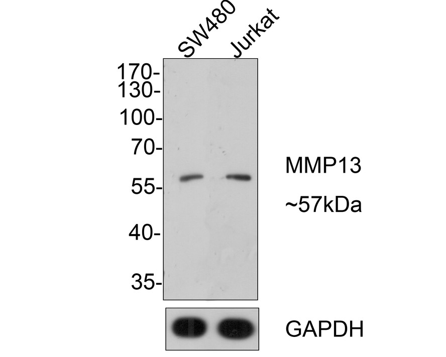 Western blot analysis of MMP13 on different lysates with Rabbit anti-MMP13 antibody (ET1702-14) at 1/1,000 dilution.<br />
<br />
Lane 1: SW480 cell lysate<br />
Lane 2: Jurkat cell lysate<br />
<br />
Lysates/proteins at 10 µg/Lane.<br />
<br />
Predicted band size: 54 kDa<br />
Observed band size: 57kDa<br />
<br />
Exposure time: 1 minutes;<br />
<br />
10% SDS-PAGE gel.<br />
<br />
Proteins were transferred to a PVDF membrane and blocked with 5% NFDM/TBST for 1 hour at room temperature. The primary antibody (ET1702-14) at 1/1,000 dilution was used in 5% NFDM/TBST at room temperature for 2 hours. Goat Anti-Rabbit IgG - HRP Secondary Antibody (HA1001) at 1:300,000 dilution was used for 1 hour at room temperature.