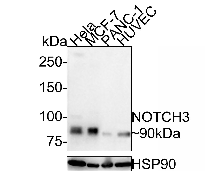 Western blot analysis of NOTCH3 on different lysates with Rabbit anti-NOTCH3 antibody (HA500519) at 1/1,000 dilution.<br />
<br />
Lane 1: Hela cell lysate<br />
Lane 2: MCF-7 cell lysate<br />
Lane 3: PANC-1 cell lysate<br />
Lane 4: HUVEC cell lysate<br />
<br />
Lysates/proteins at 20 µg/Lane.<br />
<br />
Predicted band size: 244 kDa<br />
Observed band size: 90 kDa<br />
<br />
Exposure time: 1 minute 30 seconds;<br />
<br />
6% SDS-PAGE gel.<br />
<br />
Proteins were transferred to a PVDF membrane and blocked with 5% NFDM/TBST for 1 hour at room temperature. The primary antibody (HA500519) at 1/1,000 dilution was used in 5% NFDM/TBST at room temperature for 2 hours. Goat Anti-Rabbit IgG - HRP Secondary Antibody (HA1001) at 1:300,000 dilution was used for 1 hour at room temperature.