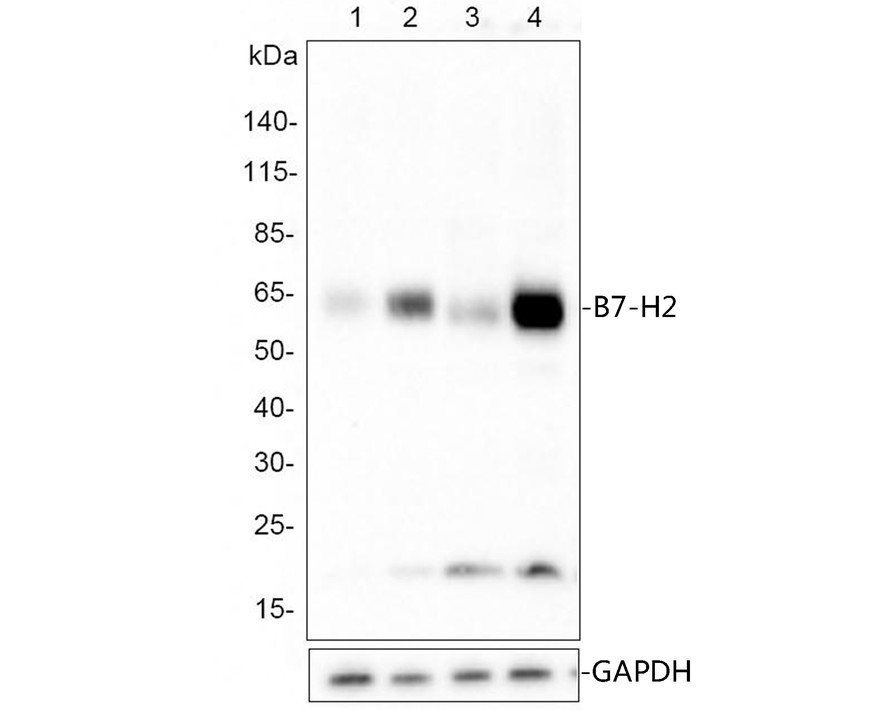 Western blot analysis of B7-H2 on different lysates with Rabbit anti-B7-H2 antibody (HA721299) at 1/500 dilution.<br />
<br />
Lane 1: HUVEC cell lysate, untreated with TNF-alpha for 24h (20ng/mL)<br />
Lane 2: HUVEC cell lysate, treated with TNF-alpha for 24h (20ng/mL)<br />
Lane 3: Daudi cell lysate<br />
Lane 4: Raji cell lysate<br />
<br />
Lysates/proteins at 10 µg/Lane.<br />
<br />
Predicted band size: 33 kDa<br />
Observed band size: 65 kDa<br />
<br />
Exposure time: 5 minutes;<br />
<br />
4-20% SDS-PAGE gel.<br />
<br />
Proteins were transferred to a PVDF membrane and blocked with 5% NFDM/TBST for 1 hour at room temperature. The primary antibody (HA721299) at 1/500 dilution was used in 5% NFDM/TBST at room temperature for 2 hours. Goat Anti-Rabbit IgG - HRP Secondary Antibody (HA1001) at 1:200,000 dilution was used for 1 hour at room temperature.