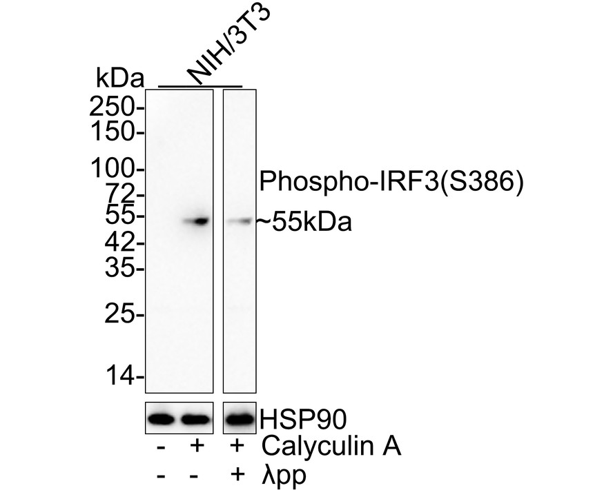 Western blot analysis of Phospho-IRF3(S386) on different lysates with Rabbit anti-Phospho-IRF3(S386) antibody (ET1608-22) at 1/1,000 dilution.<br />
<br />
Lane 1: MCF-7 whole cell lysate<br />
Lane 2: MCF-7 treated with 100nM Calyculin A for 30 minutes whole cell lysate<br />
<br />
Lysates/proteins at 20 µg/Lane.<br />
<br />
Predicted band size: 47 kDa<br />
Observed band size: 55 kDa<br />
<br />
Exposure time: 5 minutes;<br />
<br />
4-20% SDS-PAGE gel.<br />
<br />
Proteins were transferred to a PVDF membrane and blocked with 5% NFDM/TBST for 1 hour at room temperature. The primary antibody (ET1608-22) at 1/1,000 dilution was used in 5% NFDM/TBST at room temperature for 2 hours. Goat Anti-Rabbit IgG - HRP Secondary Antibody (HA1001) at 1:200,000 dilution was used for 1 hour at room temperature.