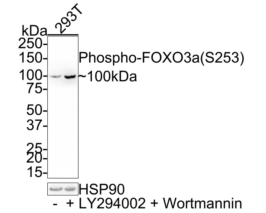 Western blot analysis of Phospho-FOXO3a(S253) on different lysates with Rabbit anti-Phospho-FOXO3a(S253) antibody (ET1609-49) at 1/1,000 dilution.<br />
<br />
Lane 1: 293T whole cell lysate<br />
Lane 2: 293T treated with 50 uM LY294002 and 1 uM Wortmannin for 16 hours whole cell lysate<br />
<br />
Lysates/proteins at 15 µg/Lane.<br />
<br />
Predicted band size: 71 kDa<br />
Observed band size: 100 kDa<br />
<br />
Exposure time: 20 seconds;<br />
<br />
4-20% SDS-PAGE gel.<br />
<br />
Proteins were transferred to a PVDF membrane and blocked with 5% NFDM/TBST for 1 hour at room temperature. The primary antibody (ET1609-49) at 1/1,000 dilution was used in 5% NFDM/TBST at room temperature for 2 hours. Goat Anti-Rabbit IgG - HRP Secondary Antibody (HA1001) at 1:200,000 dilution was used for 1 hour at room temperature.