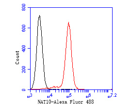 Flow cytometric analysis of NAT10 was done on Daudi cells. The cells were fixed, permeabilized and stained with the primary antibody (ET7111-23, 1/50) (red). After incubation of the primary antibody at room temperature for an hour, the cells were stained with a Alexa Fluor 488-conjugated Goat anti-Rabbit IgG Secondary antibody at 1/1000 dilution for 30 minutes.Unlabelled sample was used as a control (cells without incubation with primary antibody; black).