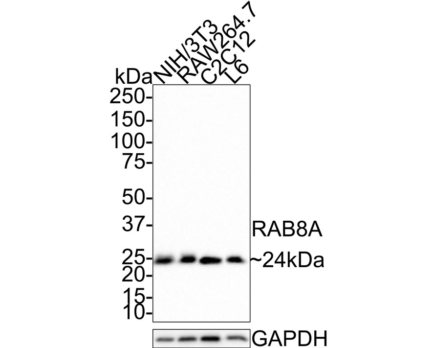Western blot analysis of RAB8A on different lysates with Rabbit anti-RAB8A antibody (HA721127) at 1/500 dilution.<br />
<br />
Lane 1: NIH/3T3 cell lysate<br />
Lane 2: RAW264.7 cell lysate<br />
Lane 3: C2C12 cell lysate<br />
Lane 4: L6 cell lysate<br />
<br />
Lysates/proteins at 30 µg/Lane.<br />
<br />
Predicted band size: 24 kDa<br />
Observed band size: 24 kDa<br />
<br />
Exposure time: 2 minutes 16 seconds;<br />
<br />
4-20% SDS-PAGE gel.<br />
<br />
Proteins were transferred to a PVDF membrane and blocked with 5% NFDM/TBST for 1 hour at room temperature. The primary antibody (HA721127) at 1/500 dilution was used in 5% NFDM/TBST at room temperature for 2 hours. Goat Anti-Rabbit IgG - HRP Secondary Antibody (HA1001) at 1:100,000 dilution was used for 1 hour at room temperature.