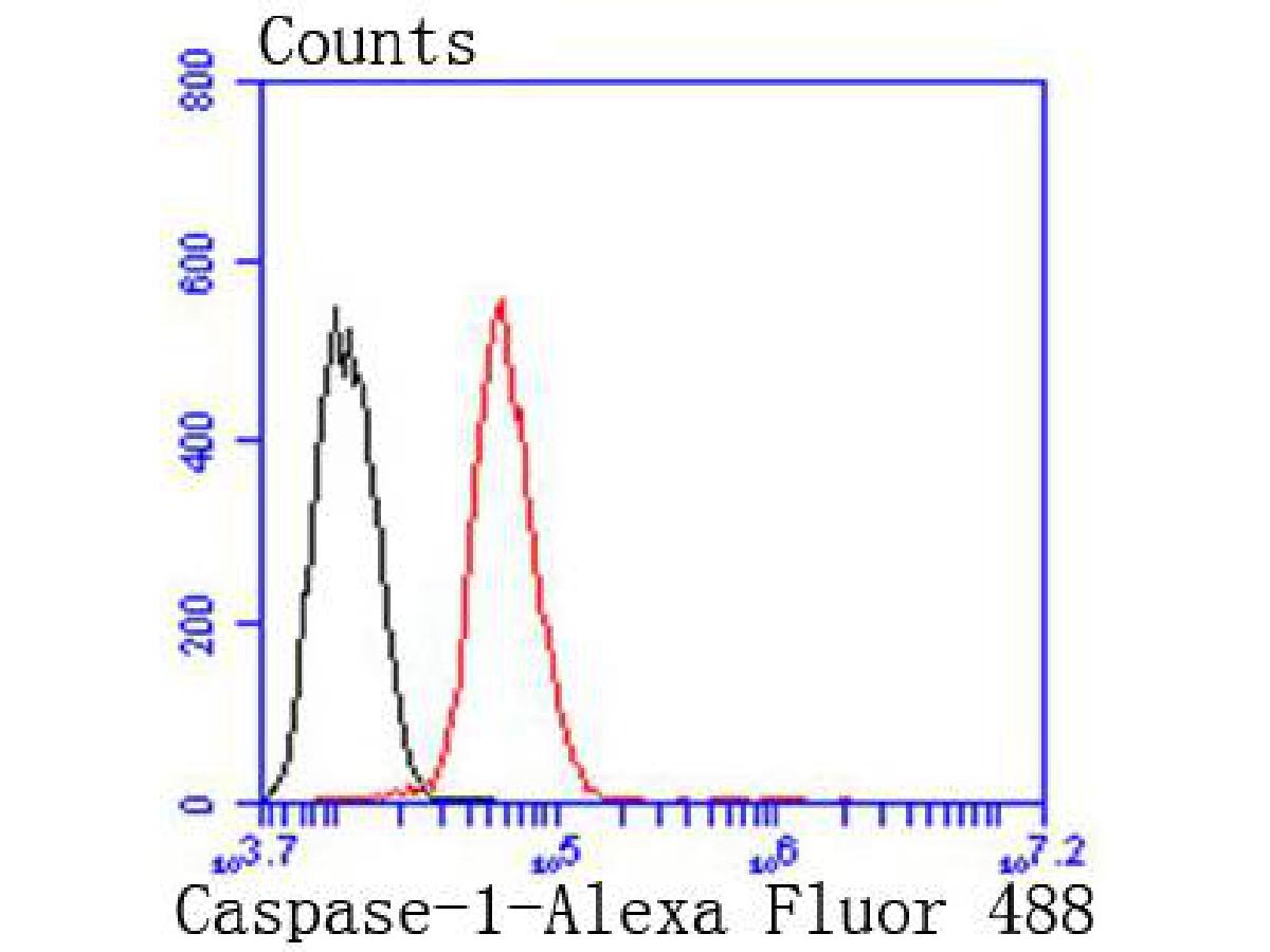 Flow cytometric analysis of Caspase-1 was done on Hela cells. The cells were fixed, permeabilized and stained with the primary antibody (ET1608-69, 1/50) (red). After incubation of the primary antibody at room temperature for an hour, the cells were stained with a Alexa Fluor 488-conjugated Goat anti-Rabbit IgG Secondary antibody at 1/1000 dilution for 30 minutes.Unlabelled sample was used as a control (cells without incubation with primary antibody; black).