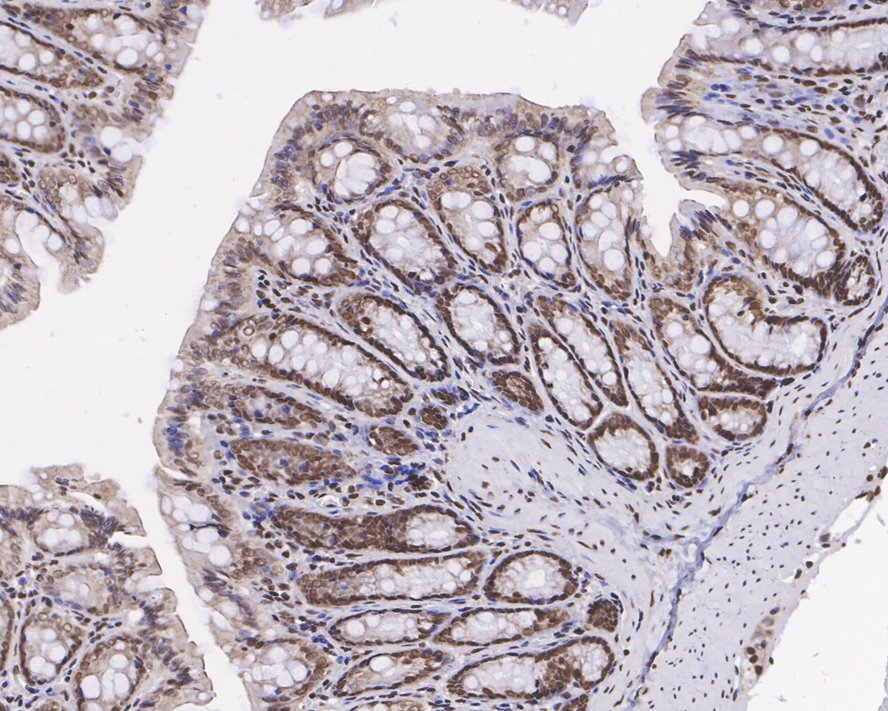 Immunohistochemical analysis of paraffin-embedded rat colon tissue with Rabbit anti-Histone H3 (mono+di+tri methyl K79) antibody (ET1602-41) at 1/5,000 dilution.<br />
<br />
The section was pre-treated using heat mediated antigen retrieval with sodium citrate buffer (pH 6.0) for 2 minutes. The tissues were blocked in 1% BSA for 20 minutes at room temperature, washed with ddH2O and PBS, and then probed with the primary antibody (ET1602-41) at 1/5,000 dilution for 1 hour at room temperature. The detection was performed using an HRP conjugated compact polymer system. DAB was used as the chromogen. Tissues were counterstained with hematoxylin and mounted with DPX.