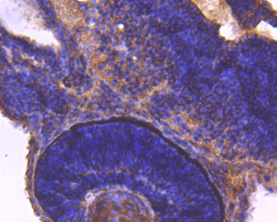 Immunohistochemical analysis of paraffin-embedded Zebrafish tissue using anti-14-3-3b/a antibody. Counter stained with hematoxylin.