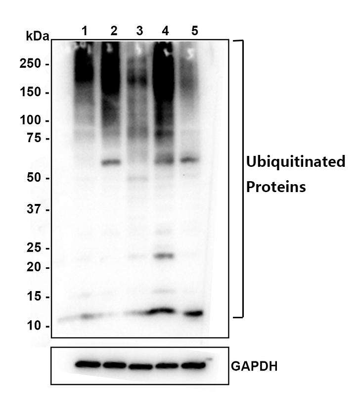 Flow cytometric analysis of HepG2 cells labeling Ubiquitin.<br />
<br />
Cells were fixed and permeabilized. Then stained with the primary antibody (ET1609-21, 1μg/mL) (red) compared with Rabbit IgG Isotype Control (green). After incubation of the primary antibody at +4℃ for an hour, the cells were stained with a iFluor™ 488 conjugate-Goat anti-Rabbit IgG Secondary antibody (HA1121) at 1/1,000 dilution for 30 minutes at +4℃. Unlabelled sample was used as a control (cells without incubation with primary antibody; black).