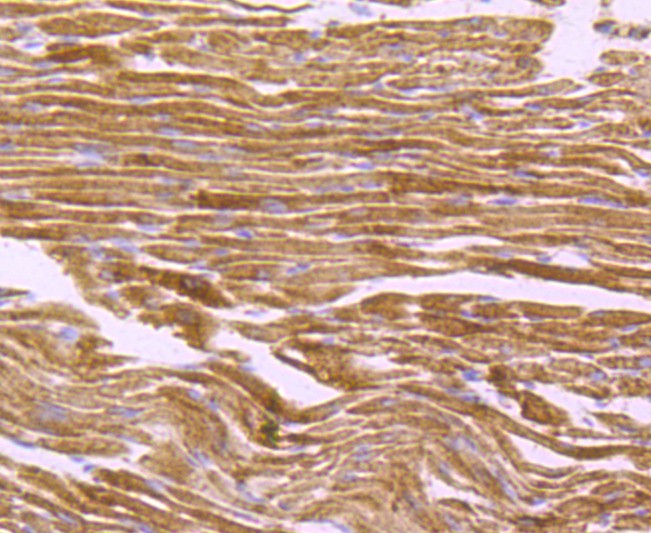 Immunohistochemical analysis of paraffin-embedded mouse heart tissue using anti-ATPB antibody. The section was pre-treated using heat mediated antigen retrieval with Tris-EDTA buffer (pH 9.0) for 20 minutes.The tissues were blocked in 5% BSA for 30 minutes at room temperature, washed with ddH2O and PBS, and then probed with the primary antibody (ET1703-29, 1/50) for 30 minutes at room temperature. The detection was performed using an HRP conjugated compact polymer system. DAB was used as the chromogen. Tissues were counterstained with hematoxylin and mounted with DPX.