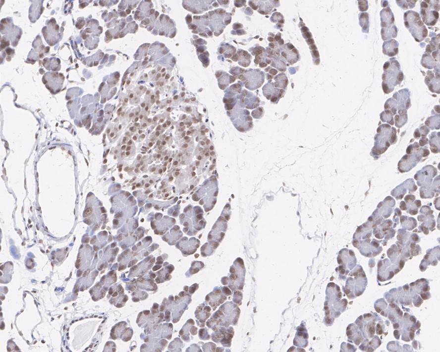 Immunohistochemical analysis of paraffin-embedded rat pancreas tissue with Rabbit anti-Histone H2A.X antibody (ET1705-97) at 1/4,000 dilution.<br />
<br />
The section was pre-treated using heat mediated antigen retrieval with sodium citrate buffer (pH 6.0) for 2 minutes. The tissues were blocked in 1% BSA for 20 minutes at room temperature, washed with ddH2O and PBS, and then probed with the primary antibody (ET1705-97) at 1/4,000 dilution for 1 hour at room temperature. The detection was performed using an HRP conjugated compact polymer system. DAB was used as the chromogen. Tissues were counterstained with hematoxylin and mounted with DPX.