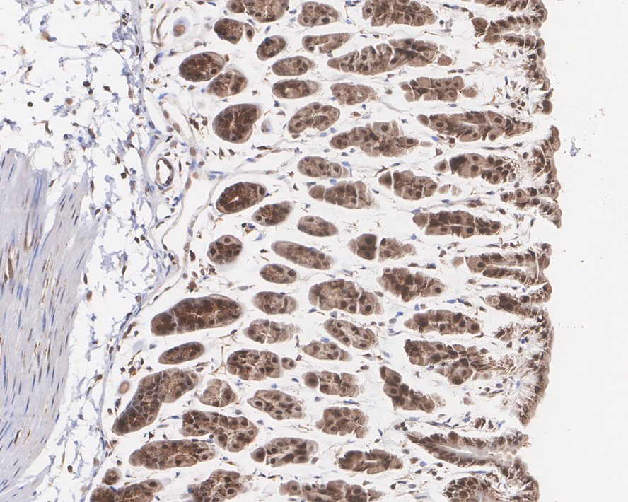 Immunohistochemical analysis of paraffin-embedded mouse stomach tissue with Rabbit anti-ERK1 antibody (M1505-9) at 1/3,000 dilution.<br />
<br />
The section was pre-treated using heat mediated antigen retrieval with sodium citrate buffer (pH 6.0) for 2 minutes. The tissues were blocked in 1% BSA for 20 minutes at room temperature, washed with ddH2O and PBS, and then probed with the primary antibody (M1505-9) at 1/3,000 dilution for 1 hour at room temperature. The detection was performed using an HRP conjugated compact polymer system. DAB was used as the chromogen. Tissues were counterstained with hematoxylin and mounted with DPX.
