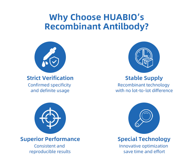 Advantages of using an Alpaca Recombinant Secondary 1. Smaller size Nanobodies are 1/10 the size of a traditional antibody (~15 kDa unconjugated). This means that the nanobody can penetrate tissue faster and deeper than other antibodies. 2. Easier to use Due to their simple structure, nanobodies also have the advantage of increased stability and ease of use. 3. Easier production When compared to a more traditional antibody, nanobodies are easier to develop and produce in the lab than monoclonal or polyclonal antibodies. 4. More consistent Since nanobodies are recombinantly produced from clonal DNA, you are guaranteed the same product every time. Comparatively, polyclonal antibodies are produced in live animals and have a very low lot-to-lot consistency while monoclonal antibodies can suffer from drift. 5. Higher Affinity Nanobodies benefit from consistently high binding affinity values.