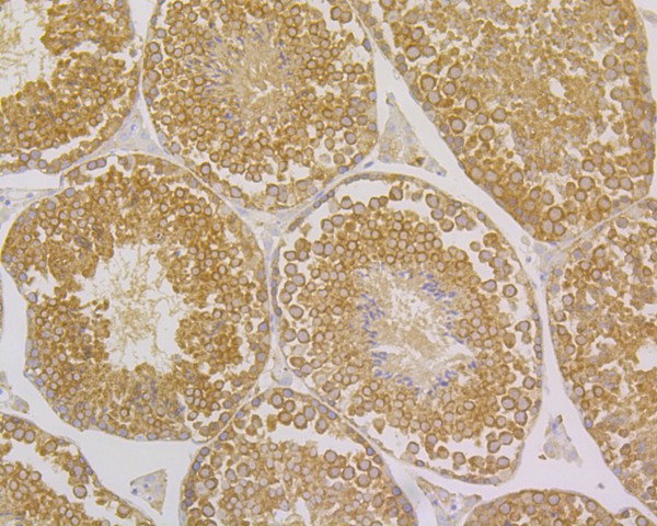Immunohistochemical analysis of paraffin-embedded mouse testis tissue using anti-TNFR2 antibody. The section was pre-treated using heat mediated antigen retrieval with sodium citrate buffer (pH 6.0) for 20 minutes. The tissues were blocked in 5% BSA for 30 minutes at room temperature, washed with ddH2O and PBS, and then probed with the primary antibody (HA500332, 1/50)  for 30 minutes at room temperature. The detection was performed using an HRP conjugated compact polymer system. DAB was used as the chromogen. Tissues were counterstained with hematoxylin and mounted with DPX.