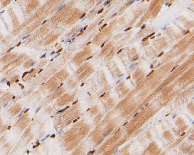 Immunohistochemical analysis of paraffin-embedded rat smooth  muscle tissue using anti-SIX2 antibody. The section was pre-treated using heat mediated antigen retrieval with sodium citrate buffer (pH 6.0) for 20 minutes. The tissues were blocked in 5% BSA for 30 minutes at room temperature, washed with ddH2O and PBS, and then probed with the primary antibody (HA500463, 1/400)  for 30 minutes at room temperature. The detection was performed using an HRP conjugated compact polymer system. DAB was used as the chromogen. Tissues were counterstained with hematoxylin and mounted with DPX.