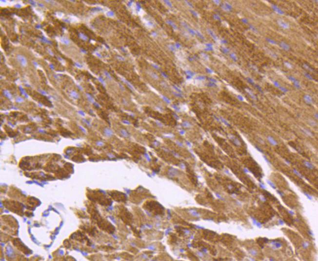 Immunohistochemical analysis of paraffin-embedded mouse heart tissue using anti-Hsp60 antibody. The section was pre-treated using heat mediated antigen retrieval with Tris-EDTA buffer (pH 8.0-8.4) for 20 minutes.The tissues were blocked in 5% BSA for 30 minutes at room temperature, washed with ddH2O and PBS, and then probed with the primary antibody (ET1609-45, 1/50) for 30 minutes at room temperature. The detection was performed using an HRP conjugated compact polymer system. DAB was used as the chromogen. Tissues were counterstained with hematoxylin and mounted with DPX.