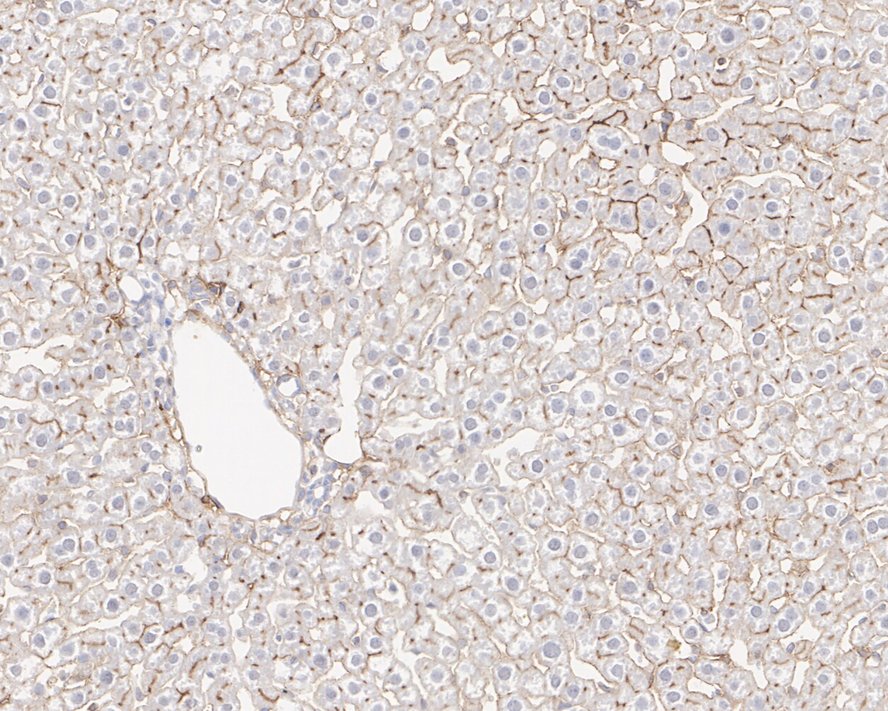 Immunohistochemical analysis of paraffin-embedded rat liver tissue with Mouse anti-CD73 antibody (HA601004) at 1/1,000 dilution.<br />
<br />
The section was pre-treated using heat mediated antigen retrieval with Tris-EDTA buffer (pH 9.0) for 20 minutes. The tissues were blocked in 1% BSA for 20 minutes at room temperature, washed with ddH2O and PBS, and then probed with the primary antibody (HA601004) at 1/1,000 dilution for 1 hour at room temperature. The detection was performed using an HRP conjugated compact polymer system. DAB was used as the chromogen. Tissues were counterstained with hematoxylin and mounted with DPX.