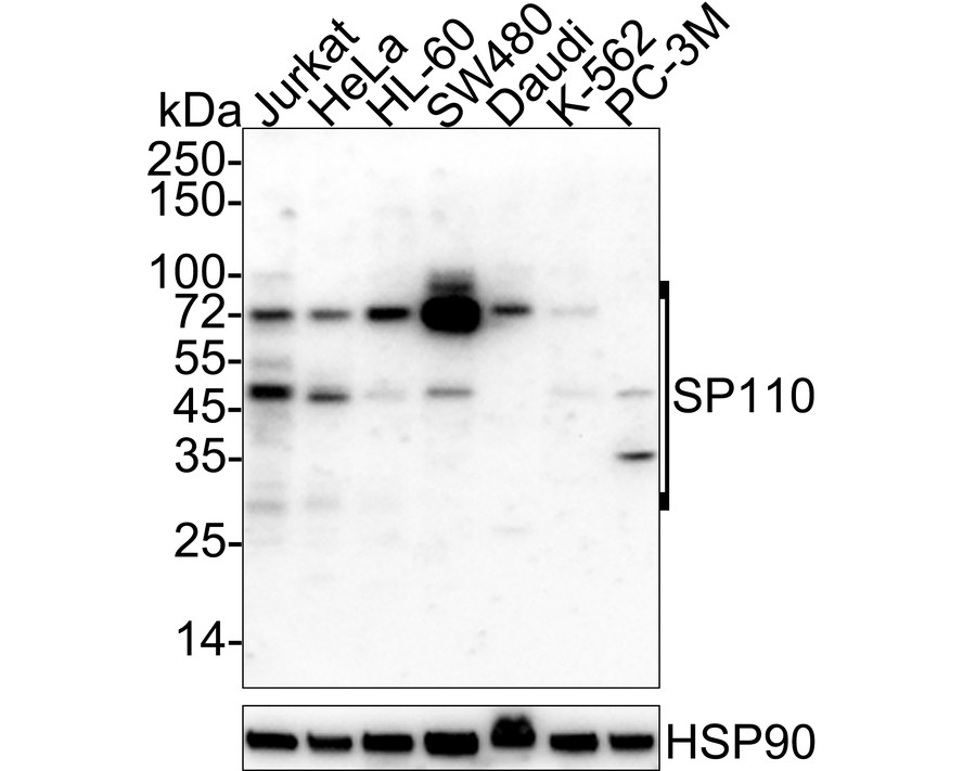 SP110 Recombinant Rabbit Monoclonal Antibody [PSH03-66] (HA722025) – HUABIO