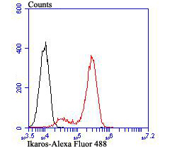 Flow cytometric analysis of Daudi cells with Ikaros antibody at 1/100 dilution (red) compared with an unlabelled control (cells without incubation with primary antibody; black). Alexa Fluor 488-conjugated goat anti-rabbit IgG was used as the secondary antibody.