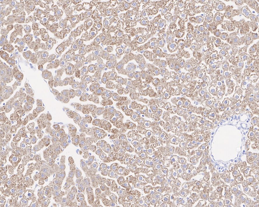 Immunohistochemical analysis of paraffin-embedded rat liver tissue with Mouse anti-ALDH4A1 antibody (EM1701-74) at 1/1,000 dilution.<br />
<br />
The section was pre-treated using heat mediated antigen retrieval with Tris-EDTA buffer (pH 9.0) for 20 minutes. The tissues were blocked in 1% BSA for 20 minutes at room temperature, washed with ddH2O and PBS, and then probed with the primary antibody (EM1701-74) at 1/1,000 dilution for 1 hour at room temperature. The detection was performed using an HRP conjugated compact polymer system. DAB was used as the chromogen. Tissues were counterstained with hematoxylin and mounted with DPX.