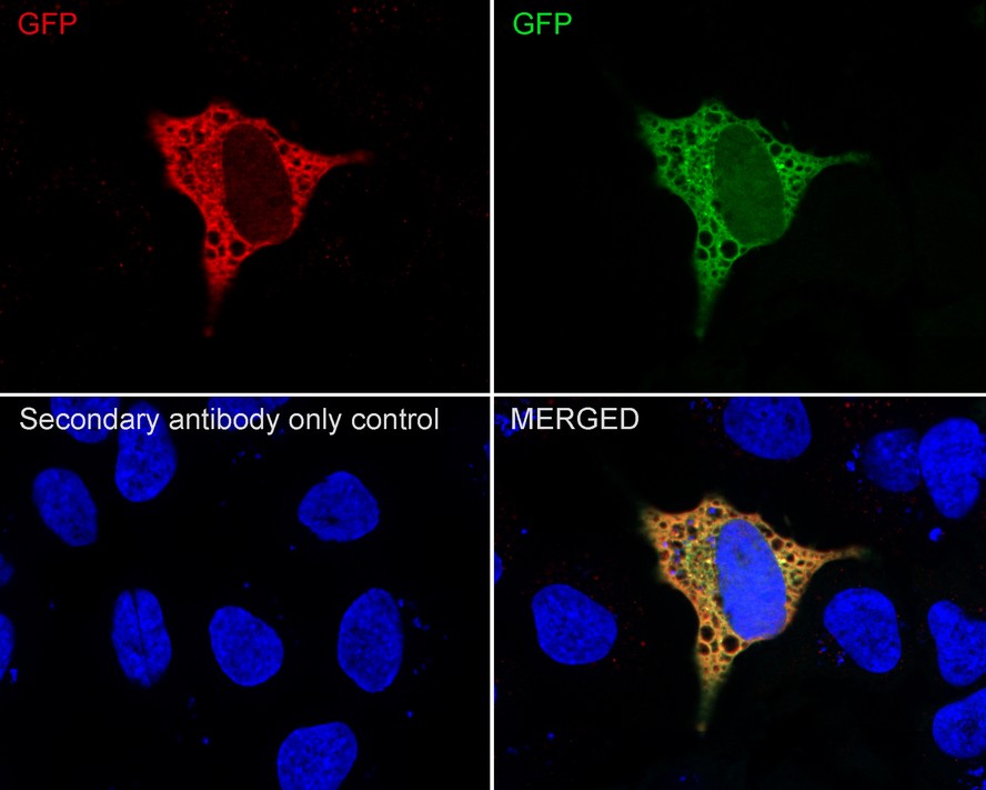 Immunocytochemistry analysis of HeLa cells transfected with N-terminal GFP labeling GFP with Rabbit anti-GFP antibody (ET1607-31) at 1/500 dilution.<br />
<br />
Cells were fixed in 4% paraformaldehyde for 20 minutes at room temperature, permeabilized with 0.1% Triton X-100 in PBS for 5 minutes at room temperature, then blocked with 1% BSA in 10% negative goat serum for 1 hour at room temperature. Cells were then incubated with Rabbit anti-GFP antibody (ET1607-31) at 1/500 dilution in 1% BSA in PBST overnight at 4 ℃. Goat Anti-Rabbit IgG H&L (iFluor™ 594, HA1122) was used as the secondary antibody at 1/1,000 dilution. PBS instead of the primary antibody was used as the secondary antibody only control. Counterstained with GFP (green). Nuclear DNA was labelled in blue with DAPI.