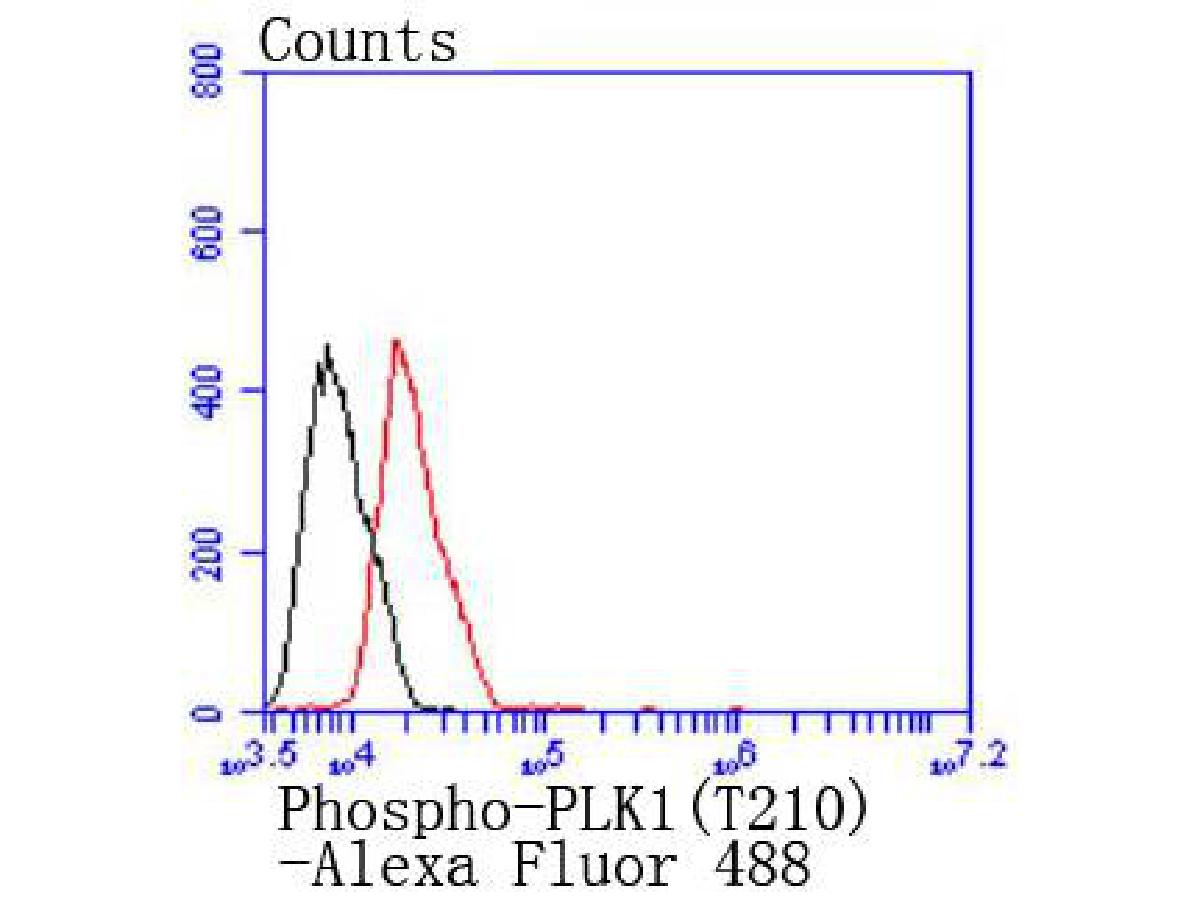 Flow cytometric analysis of Phospho-PLK1 (T210) was done on MCF-7 cells. The cells were fixed, permeabilized and stained with the primary antibody (ET1701-33, 1/50) (red). After incubation of the primary antibody at room temperature for an hour, the cells were stained with a Alexa Fluor 488-conjugated Goat anti-Rabbit IgG Secondary antibody at 1/1000 dilution for 30 minutes.Unlabelled sample was used as a control (cells without incubation with primary antibody; black).