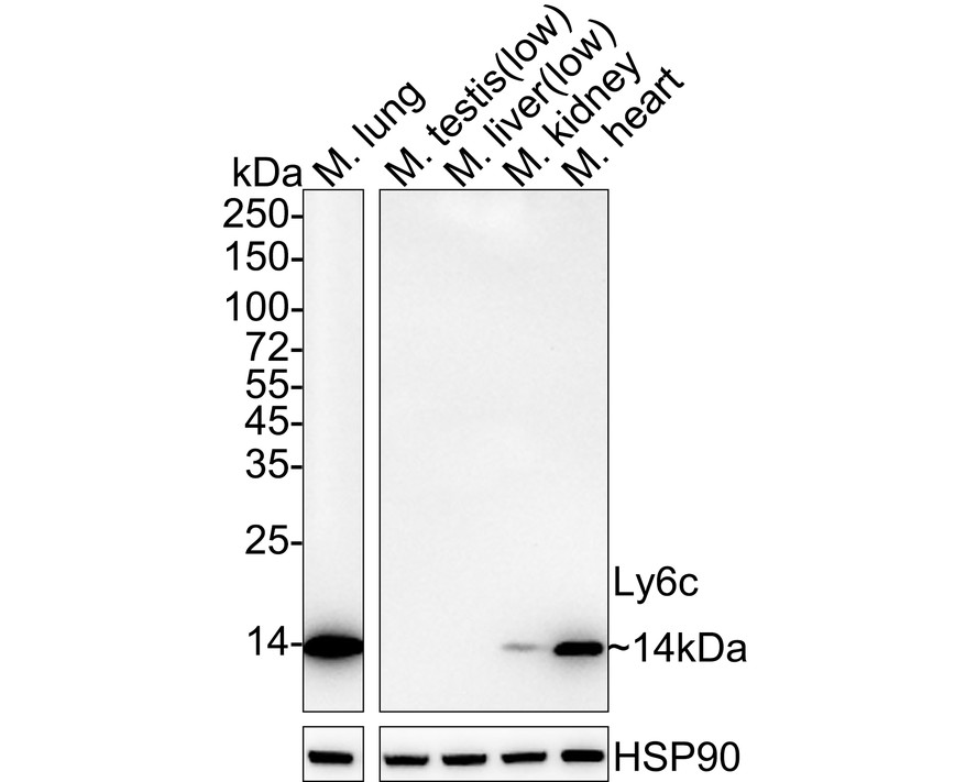 Ly6c Recombinant Rabbit Monoclonal Antibody [PSH04-51] (HA722134) – HUABIO