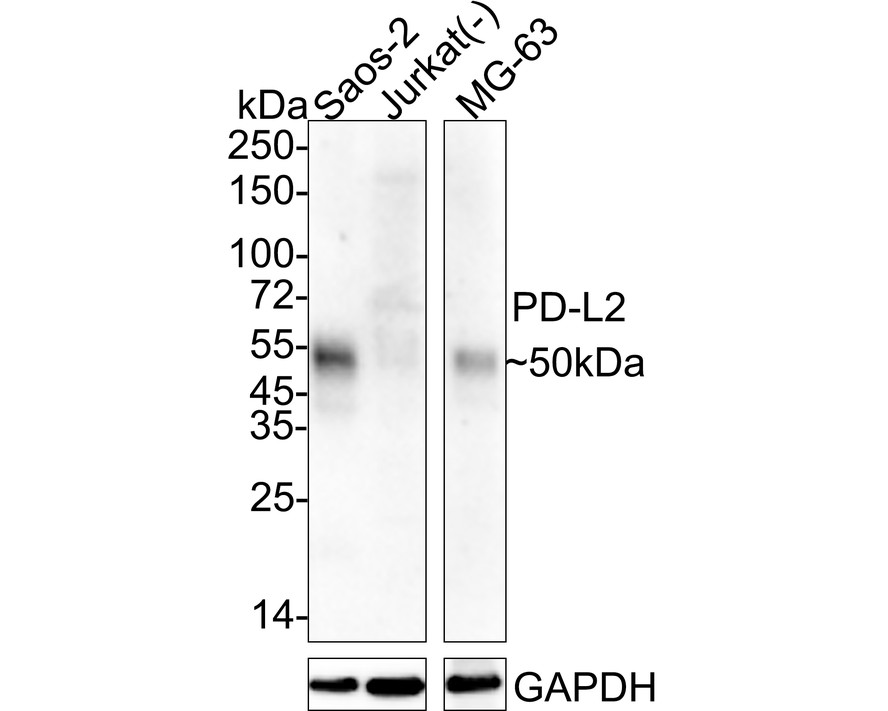 PD-L2 Mouse Monoclonal Antibody [A10D8] (HA601331) – HUABIO