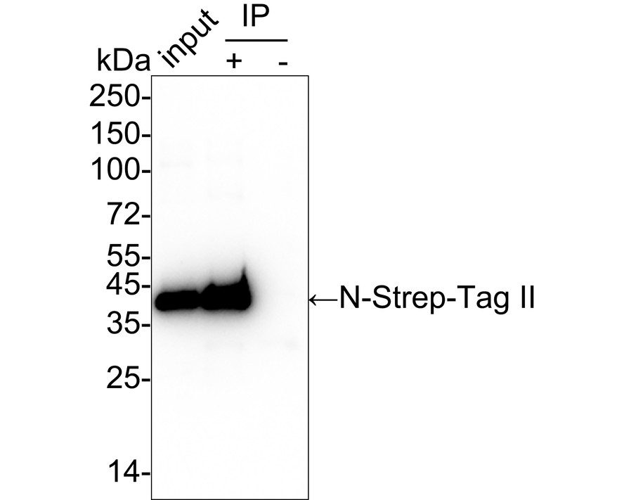 Strep-Tag II Recombinant Rabbit Monoclonal Antibody [PSH05-13] (HA7222 ...