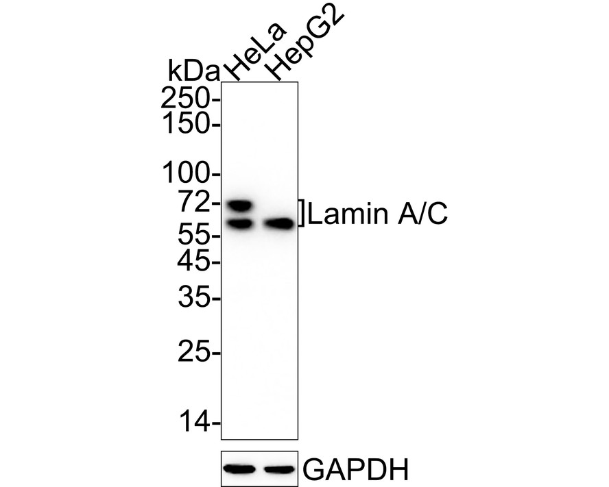 Lamin A/C Recombinant Rabbit Monoclonal Antibody [PSH05-20] (HA722245) –  HUABIO