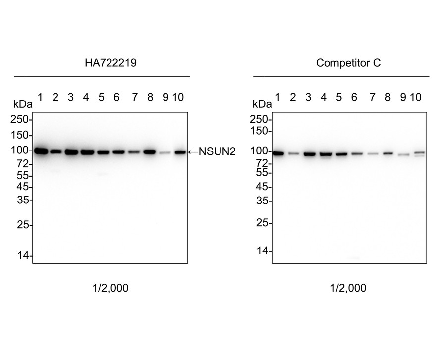 NSUN2 Recombinant Rabbit Monoclonal Antibody [PSH05-05] (HA722219) – HUABIO