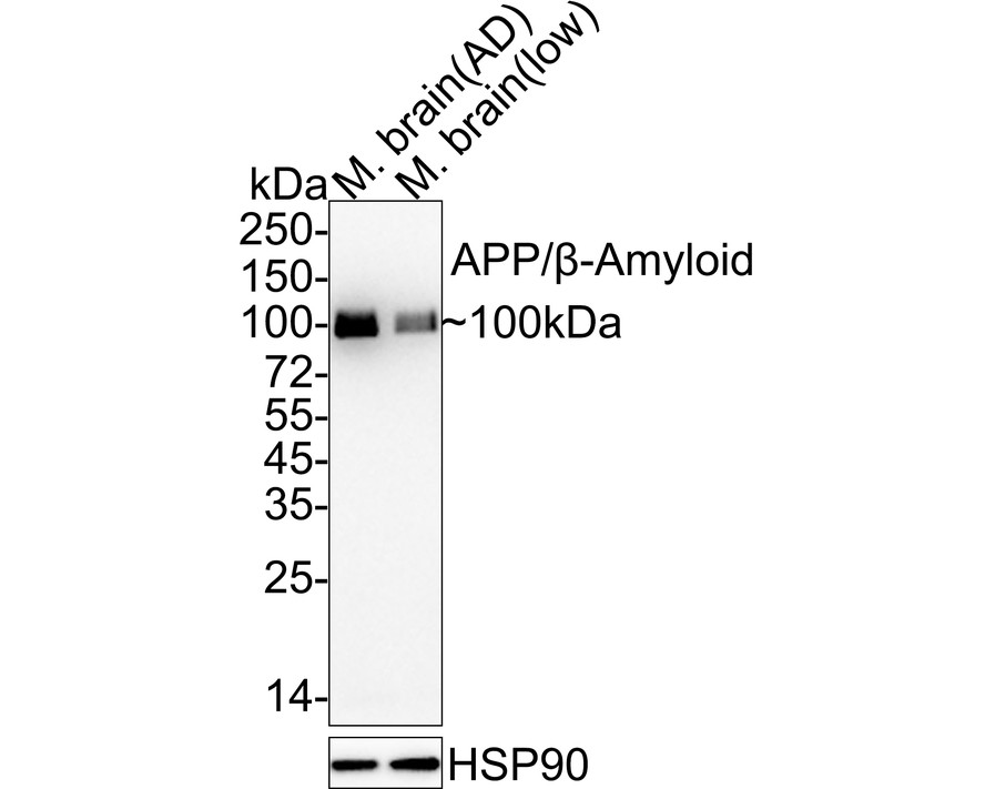 Amyloid Beta A4 Precursor App Recombinant Rabbit Monoclonal Antibody