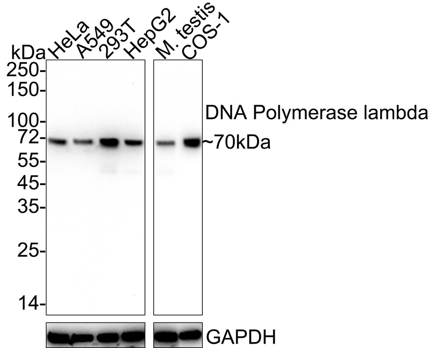 DNA Polymerase lambda Recombinant Rabbit Monoclonal Antibody [PSH05-24 ...