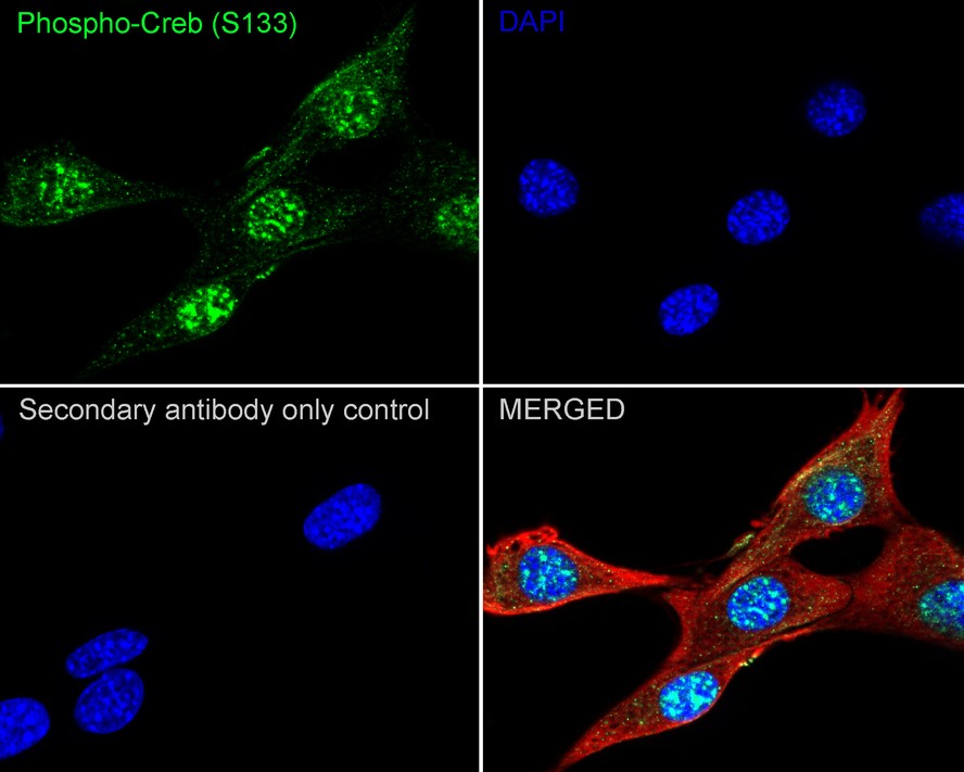 Phospho-Creb (S133) Recombinant Rabbit Monoclonal Antibody [JB25 