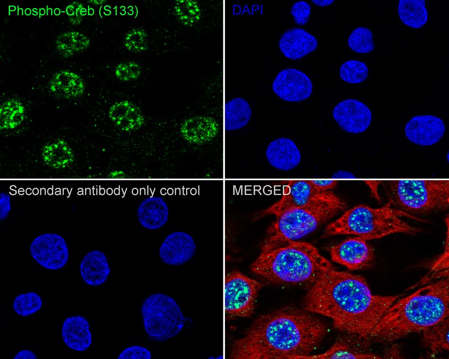 Phospho-Creb (S133) Recombinant Rabbit Monoclonal Antibody [JB25 