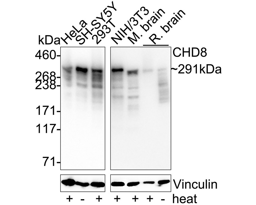 CHD8 Recombinant Rabbit Monoclonal Antibody [PSH11-71] (HA723367) – HUABIO