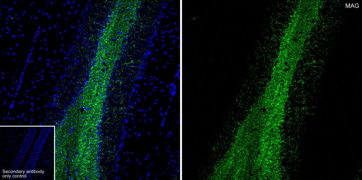 MAG Recombinant Antibody [PSH02-41] - Rat IgG1 (Chimeric) (HA601414 ...