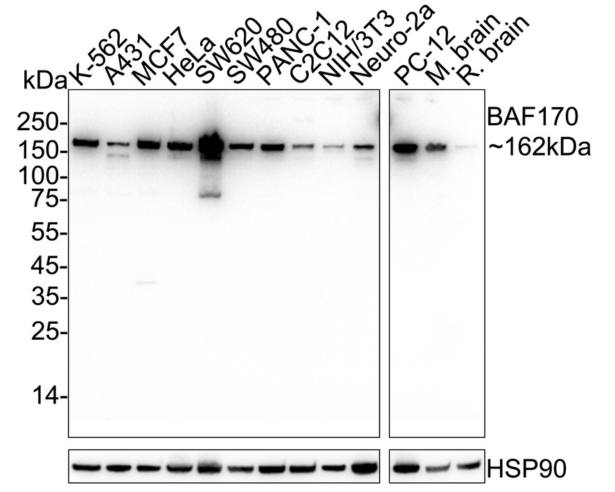 BAF170 Recombinant Rabbit Monoclonal Antibody [PSH12-00] (HA723413 ...