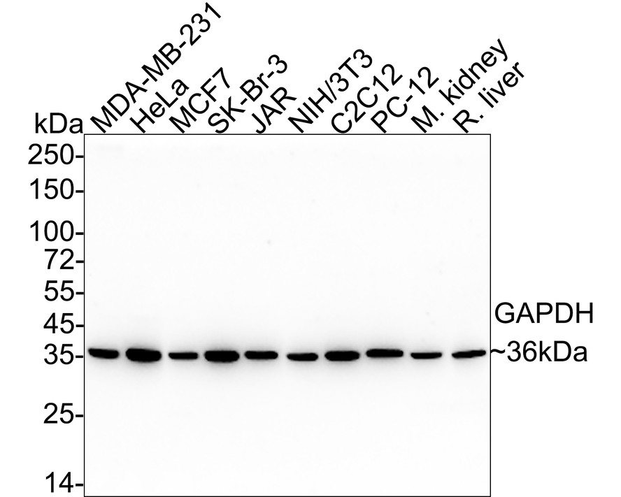 EM1101_1.jpg
