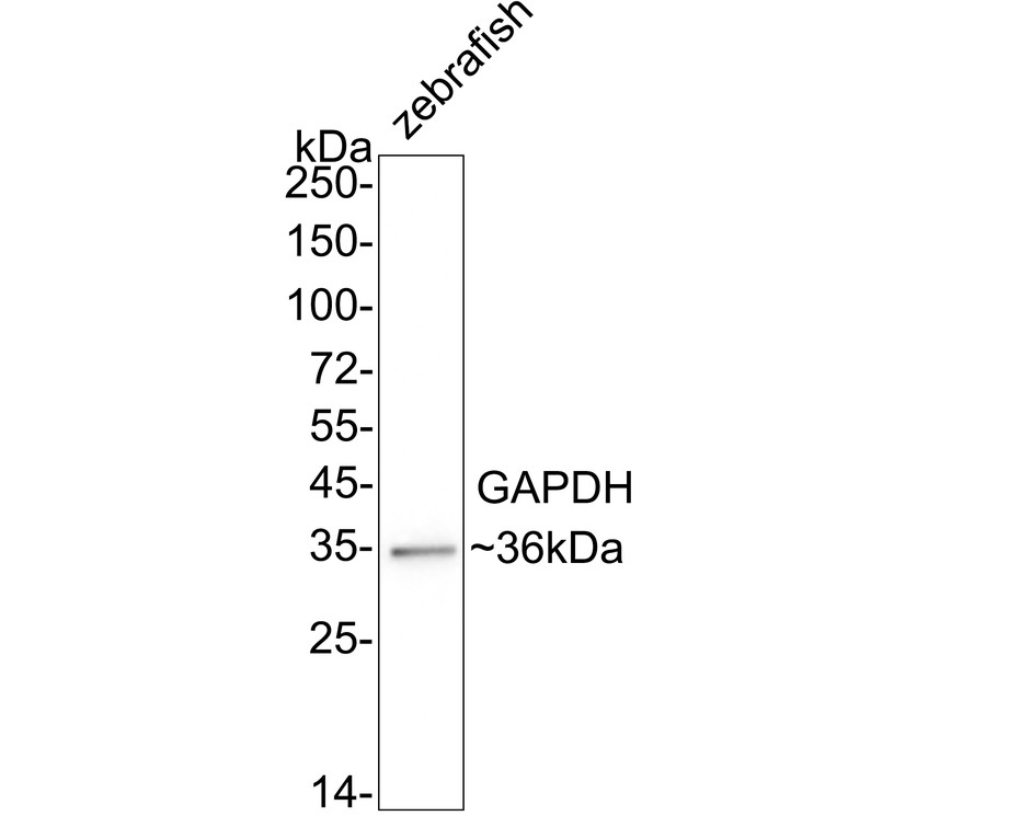EM1101_4.jpg
